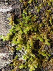 Porella navicularis