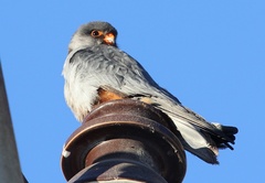 Falco amurensis