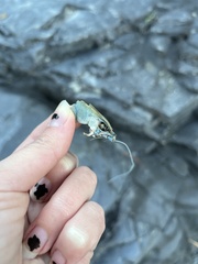 Pacifastacus leniusculus