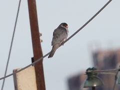 Falco amurensis