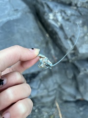 Pacifastacus leniusculus