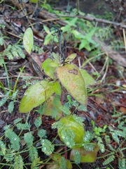 Ruellia humilis