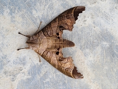 Marumba spectabilis
