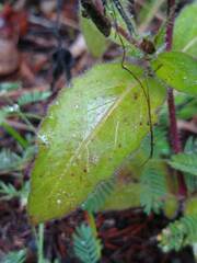 Ruellia humilis