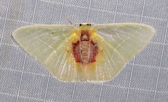 Nemoria astraea