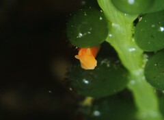 Vayssierea cinnabarea