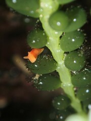 Vayssierea cinnabarea