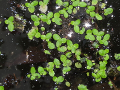 Lemna aequinoctialis