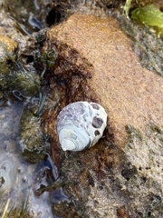 Austrocochlea constricta