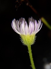 Erigeron modestus