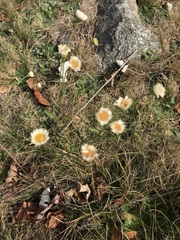 Erigeron strigosus