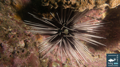 Echinothrix