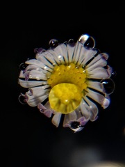 Erigeron modestus