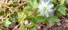 Passiflora