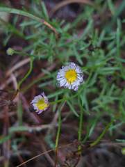 Erigeron modestus