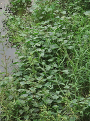 Pontederia vaginalis
