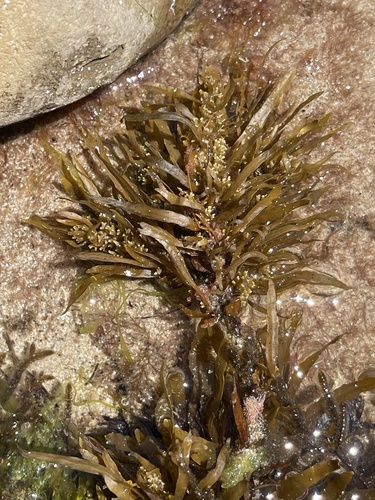 Sargassum linearifolium observed 2022-11-24