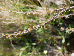 Coprosma brunnea