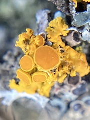Polycauliona polycarpa