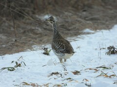 Tympanuchus phasianellus