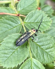Pyractonema