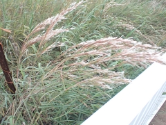 Schizachyrium littorale