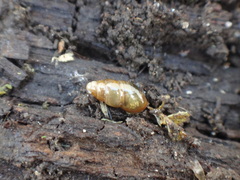 Cochlicopa lubrica