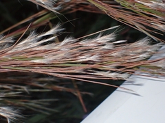 Schizachyrium littorale
