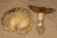 Inocybe serotina