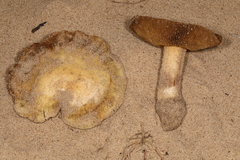 Inocybe serotina