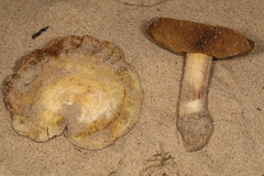 Inocybe serotina