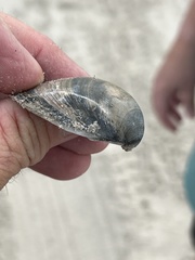 Laevicardium serratum