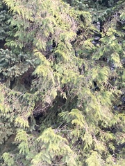 Thuja