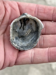 Laevicardium serratum