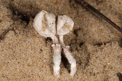 Tulostoma punctatum