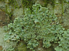 Hypotrachyna spumosa