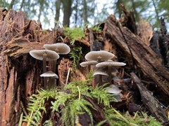 Mycena robusta