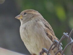 Passer domesticus