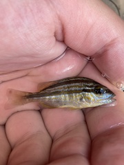 Orthopristis chrysoptera