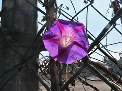 Ipomoea purpurea