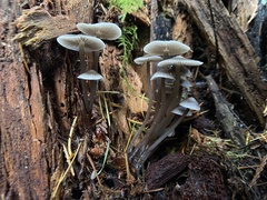 Mycena robusta