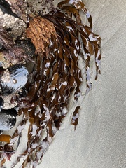 Laminaria sinclairii