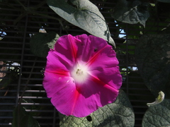 Ipomoea purpurea