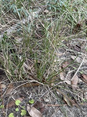 Hypoxis curtissii