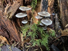Mycena robusta