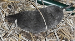 Blarina carolinensis