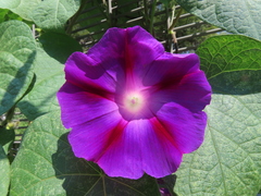 Ipomoea purpurea