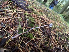 Mycena robusta