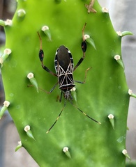 Leptoglossus lineosus