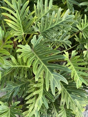 Thaumatophyllum xanadu